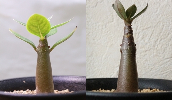 アデニウム　成長記録