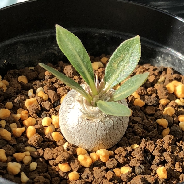 実生の恵比寿大黒2年目を迎えて - 植物日誌