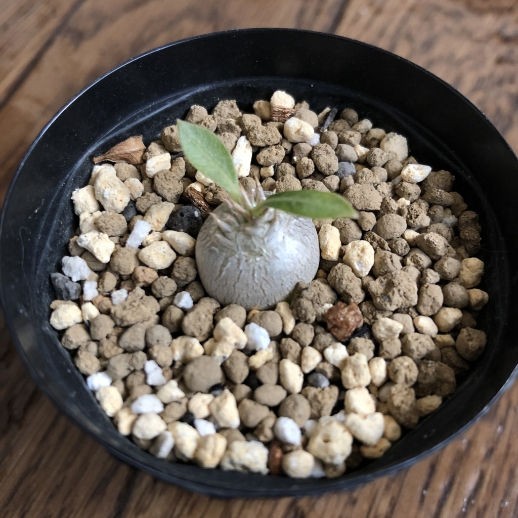 実生の恵比寿大黒 初めての植え替え - 植物日誌