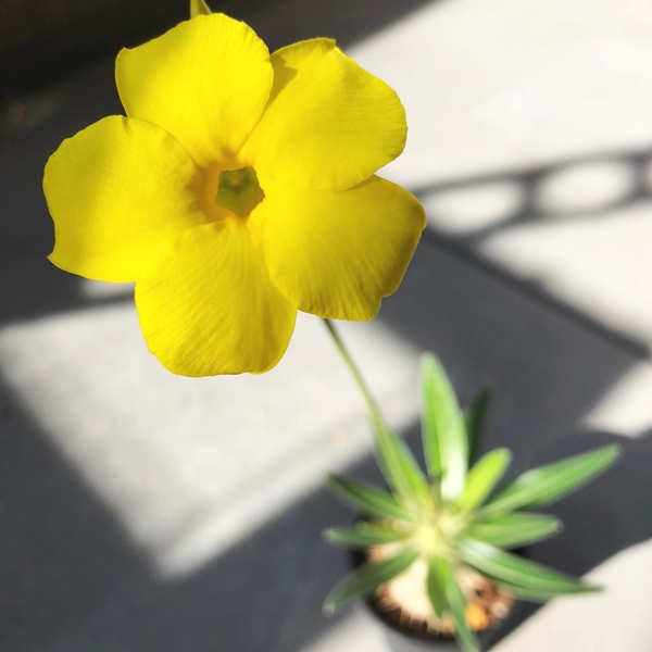 グラキリス　初開花