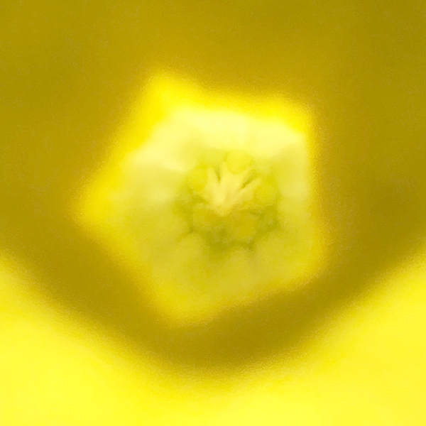 パキポディウムグラキリスの初開花 - 植物日誌