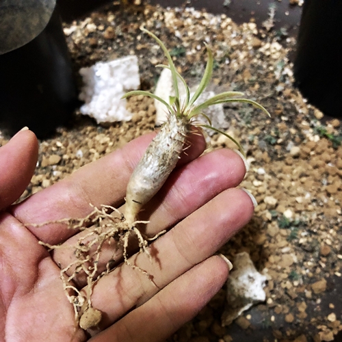 1年かけて整える 国内実生のグラキリス - 植物日誌