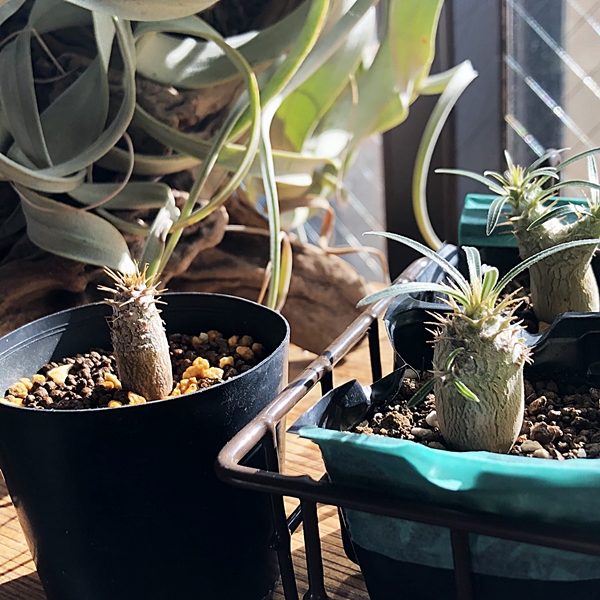 1年かけて整える 国内実生のグラキリス - 植物日誌