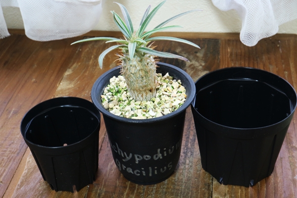 グラキリス　現地球　塊根植物 中型 黒鉢 グラキリス 塊根植物 中型 黒い鉢付き グラキリス 現地球 塊根植物