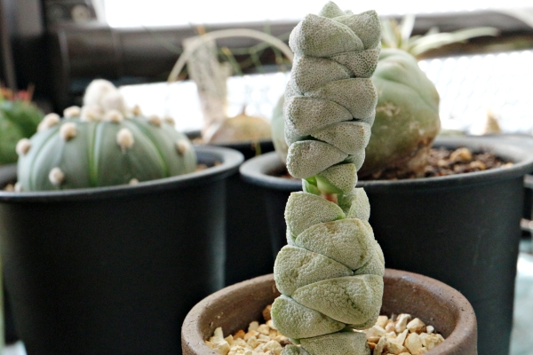 クラッスラ稚児姿の成長 クラッスラ稚児姿の成長