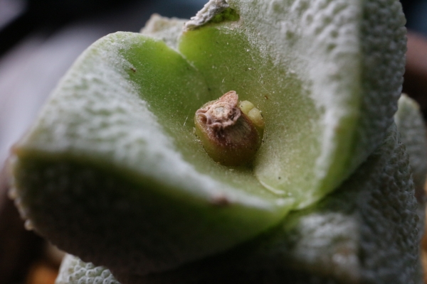 クラッスラ 稚児姿の新芽 クラッスラ 稚児姿のカット後