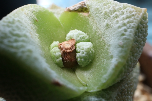 クラッスラ 稚児姿 クラッスラ 稚児姿