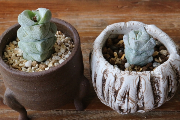 クラッスラ 稚児姿 クラッスラ 稚児姿