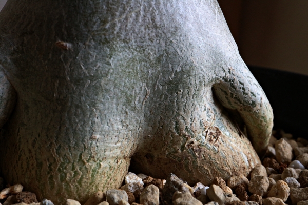 アデニウム アデニウム植え替え後