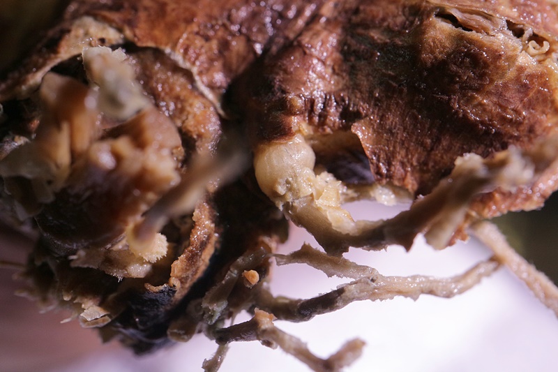 パキポディウム・グラキリス ベアルート株の発根管理 - 植物日誌