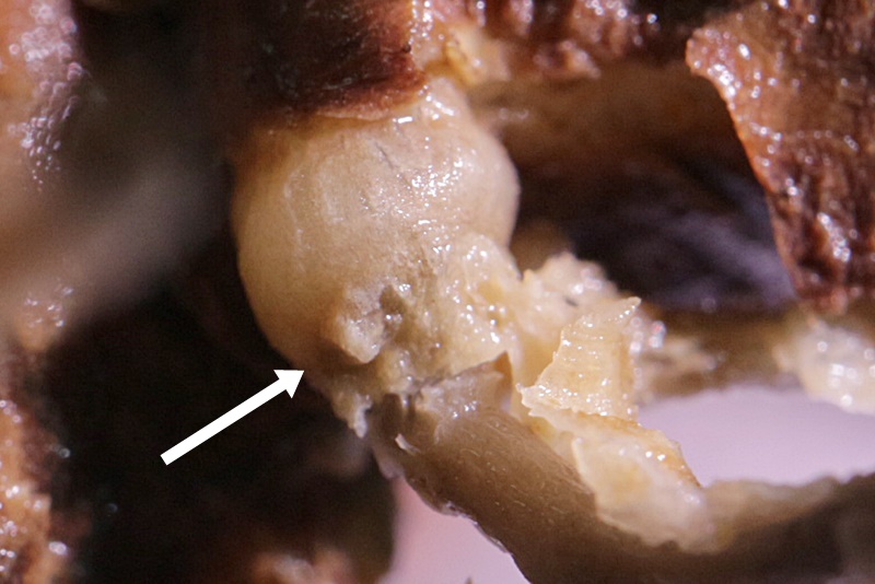 パキポディウム・グラキリス ベアルート株の発根管理 - 植物日誌