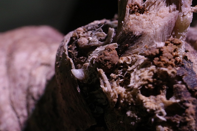 速達！！赤肌　グラキリス　ベアルート　状態良好 速達！！赤肌 グラキリス ベアルート 状態良好