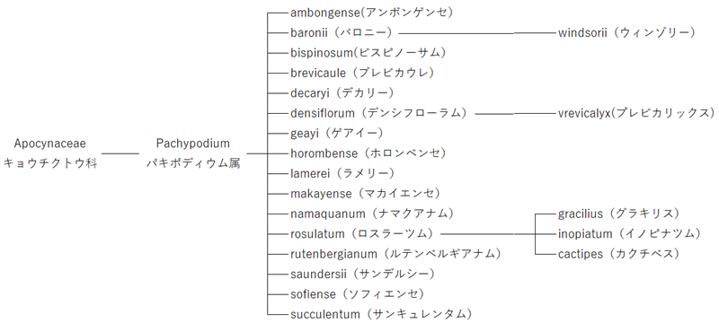 パキポディウム属