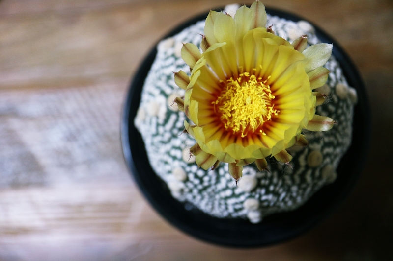 サボテン兜丸の開花