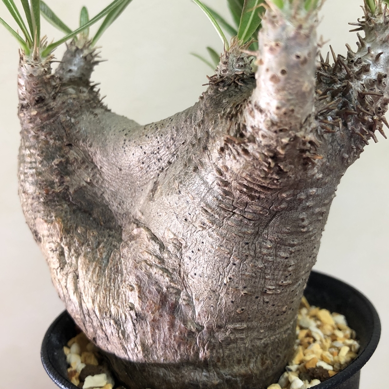 ベアルートパキポディウムの発根後と、よもやま話 - 植物日誌