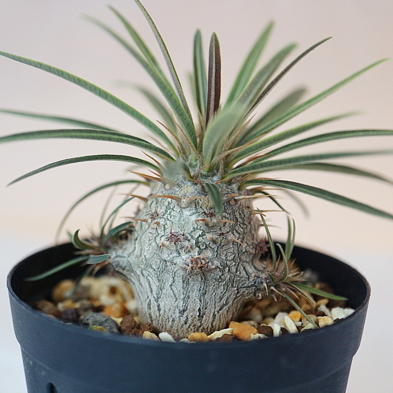 パキポディウム グラキリス実生 夏の成長記録・2019 - 植物日誌