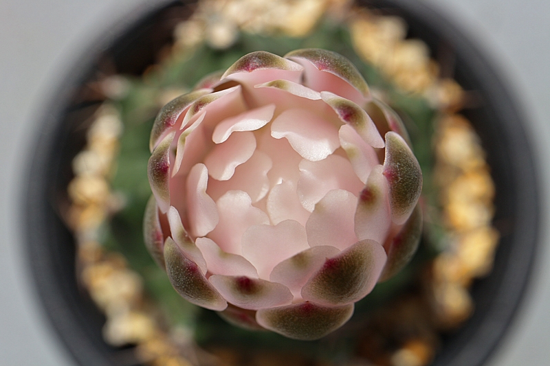 サボテン 牡丹玉の育て方と開花 植物日誌