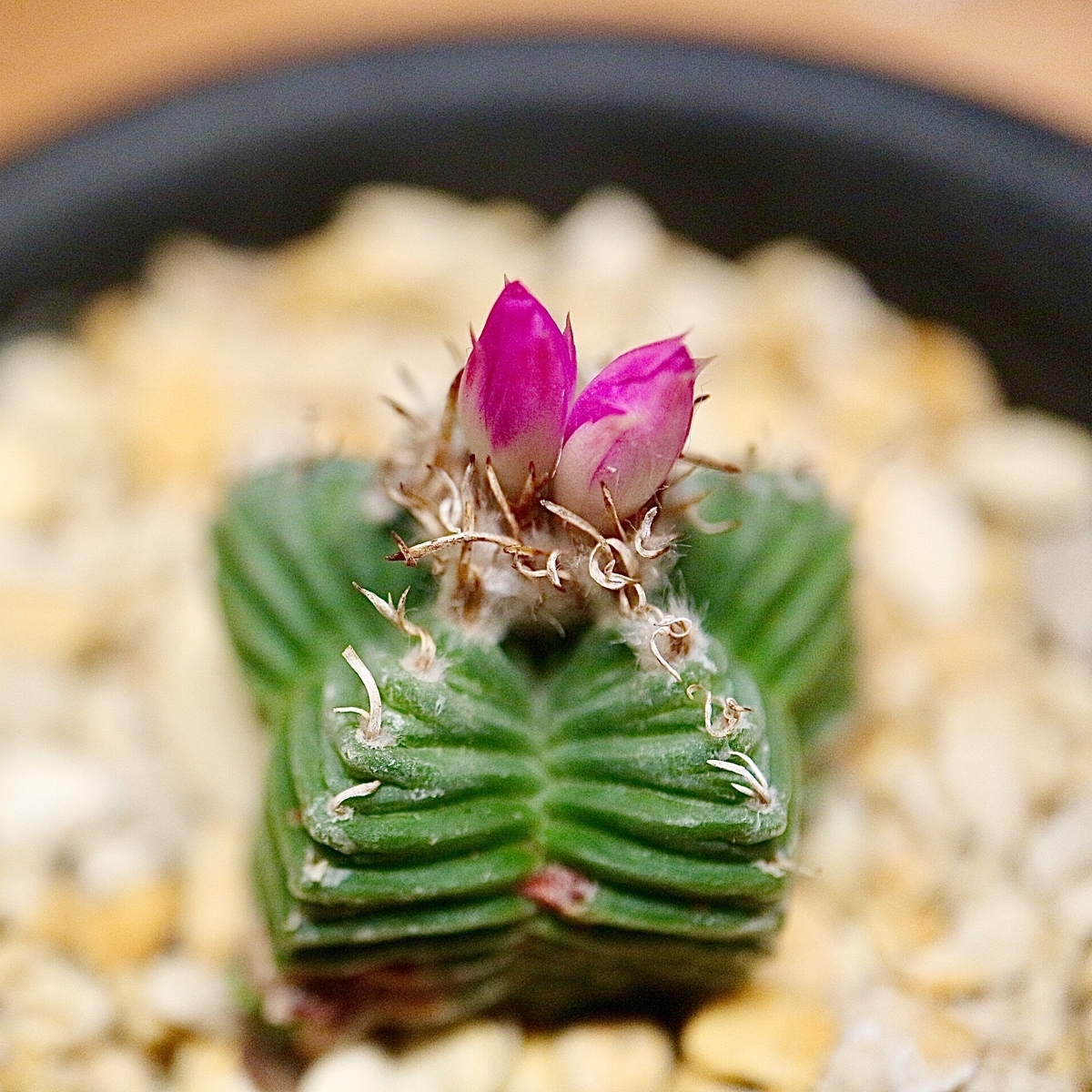 サボテン紅籠　花の蕾