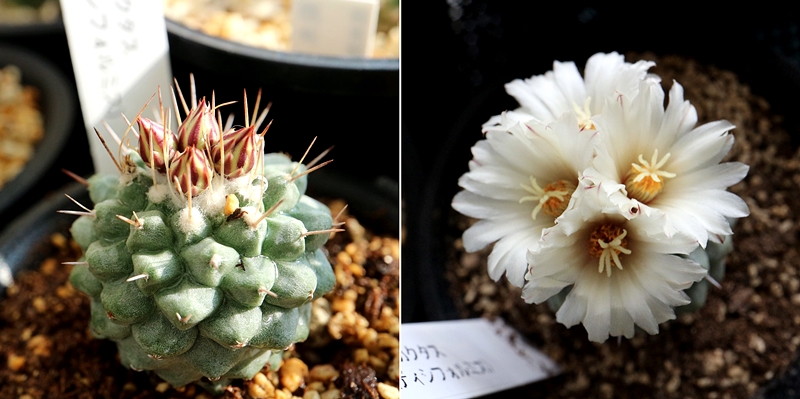 サボテン菊水　蕾と開花