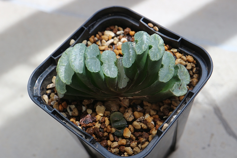 ハオルチア 玉扇 錦 子株付き 希少 値下げ 斑入りが子株だけになった玉