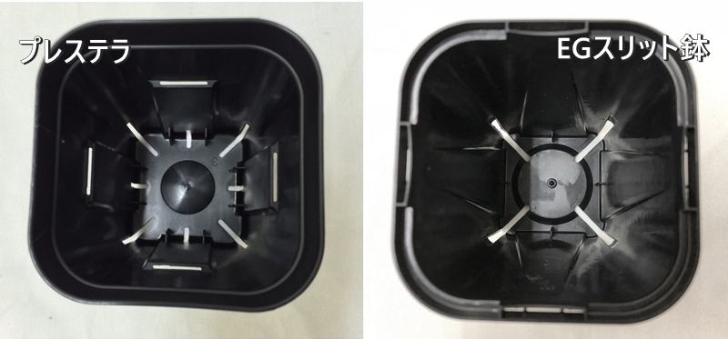 塊根植物における鉢の話 - 植物日誌