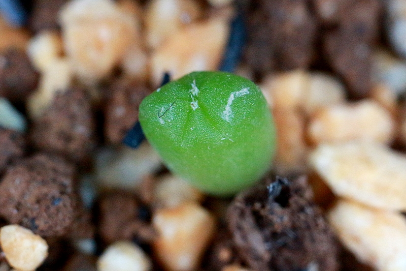 アストロフィツム兜丸の種まき 実生 記録 発芽から1回目の植え替えまで 春蒔きと秋蒔きの成長差など 植物日誌