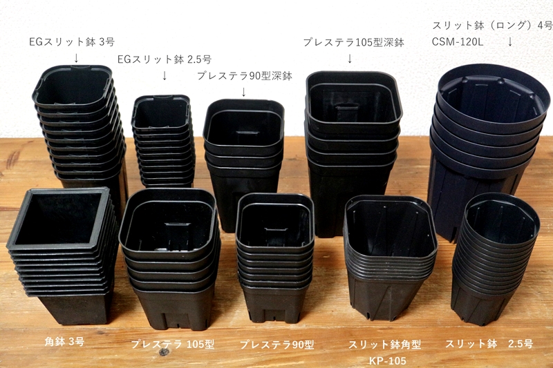 塊根植物における鉢の話 - 植物日誌