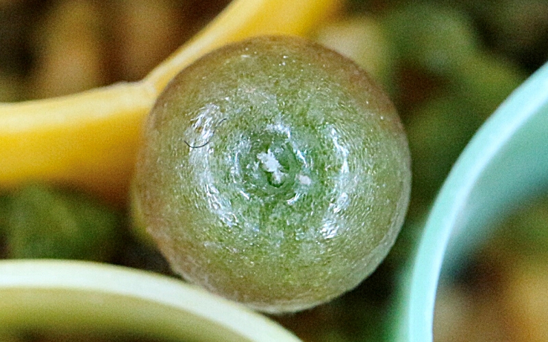 サボテン 花籠の実生 成長記録 植物日誌