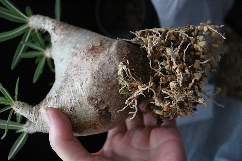 グラキリス　現地球　4年目 園芸ネット本店｜パキポディウム：グラキリス（発根済み・現地球） 4号