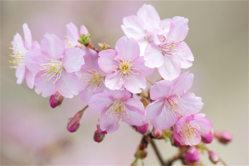 f:id:pot-san:20190504091016j:image f:id:pot-san:20190504091016j:image