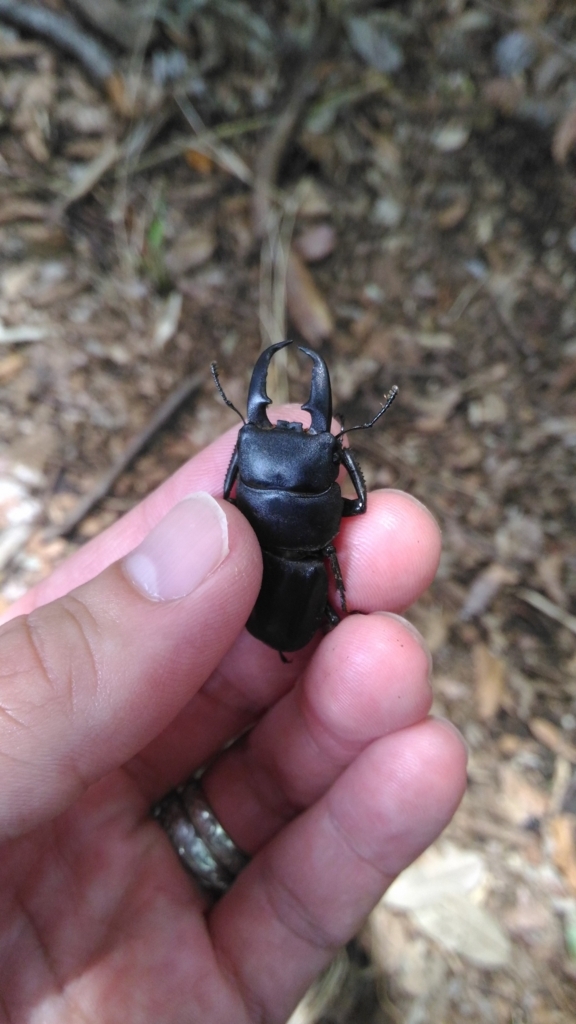 f:id:potabobe_dorcus:20180619220531j:plain