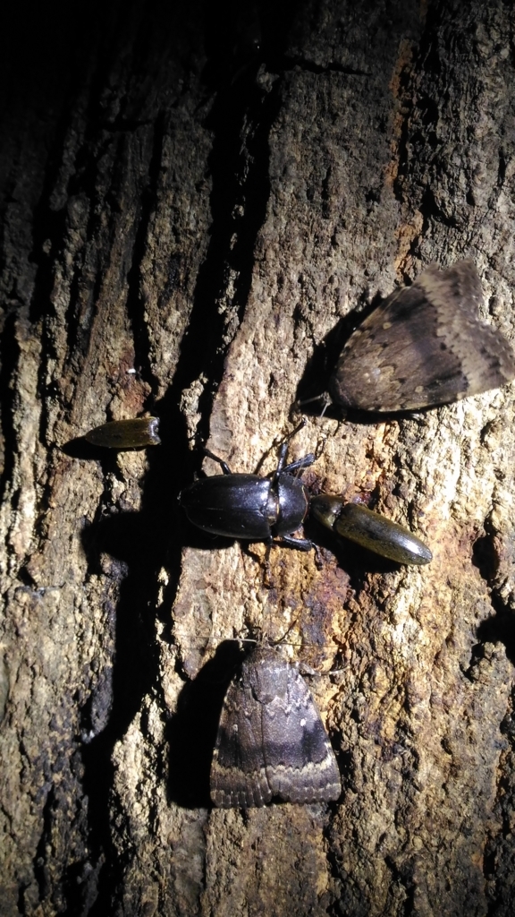 f:id:potabobe_dorcus:20180806221450j:plain f:id:potabobe_dorcus:20180806221450j:plain