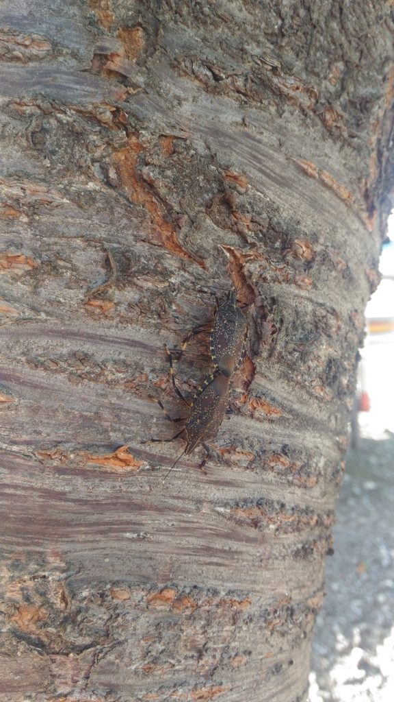 f:id:potabobe_dorcus:20180812022328j:plain
