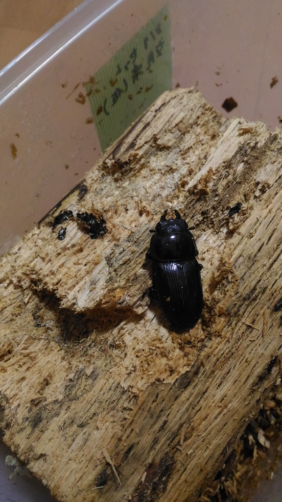 f:id:potabobe_dorcus:20180911222127j:plain f:id:potabobe_dorcus:20180911222127j:plain