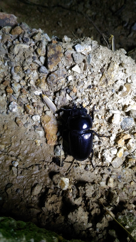 f:id:potabobe_dorcus:20181025225302j:plain f:id:potabobe_dorcus:20181025225302j:plain