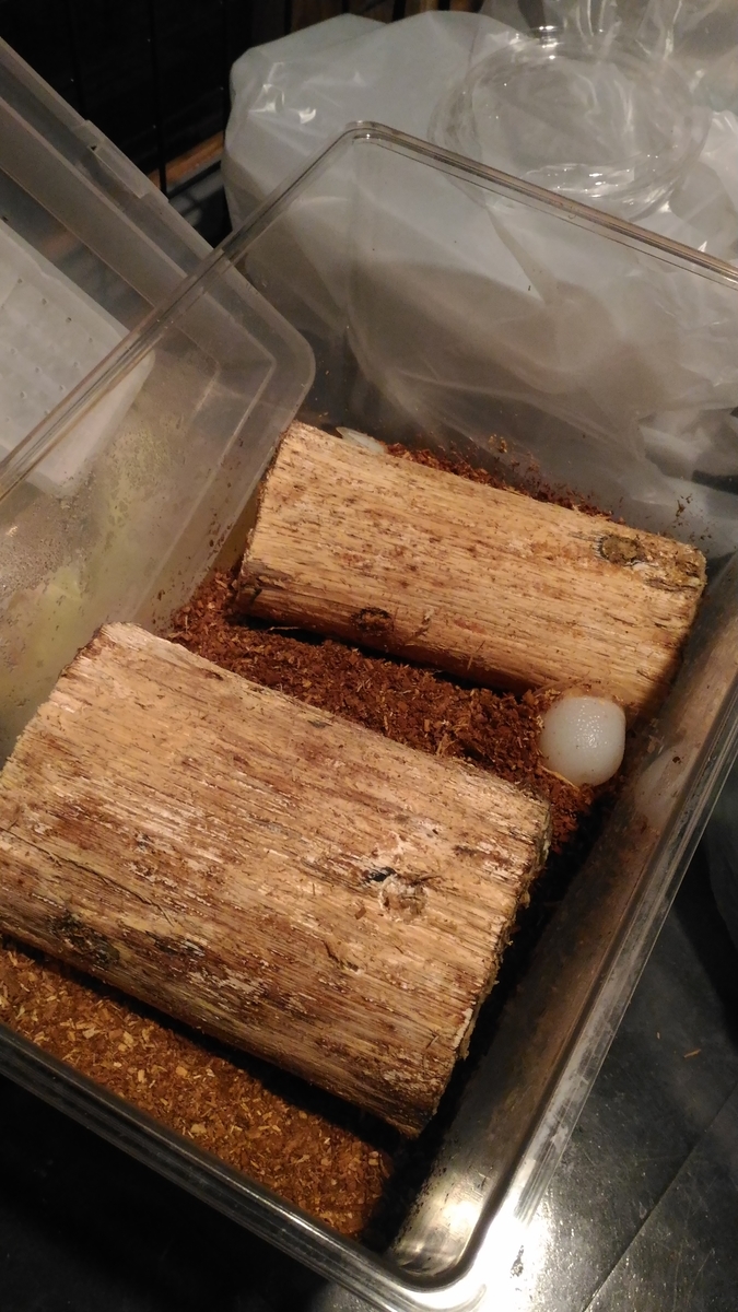 f:id:potabobe_dorcus:20190507223444j:plain