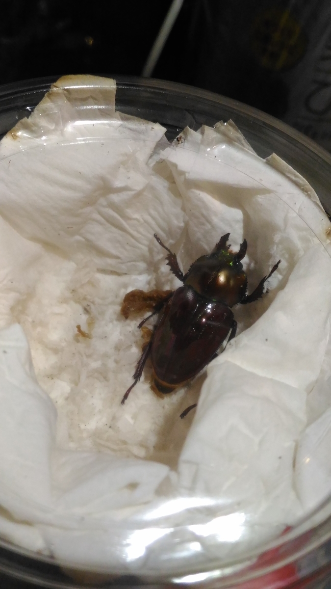 f:id:potabobe_dorcus:20190517000953j:plain f:id:potabobe_dorcus:20190517000953j:plain