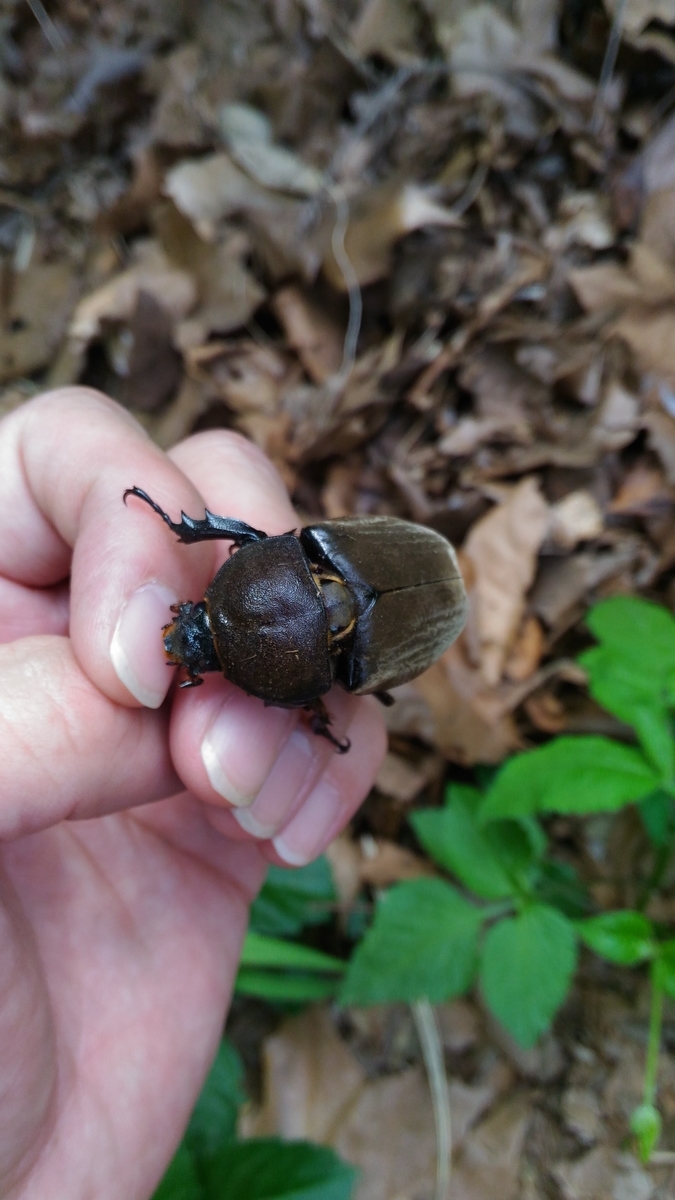 f:id:potabobe_dorcus:20190603222704j:plain f:id:potabobe_dorcus:20190603222704j:plain