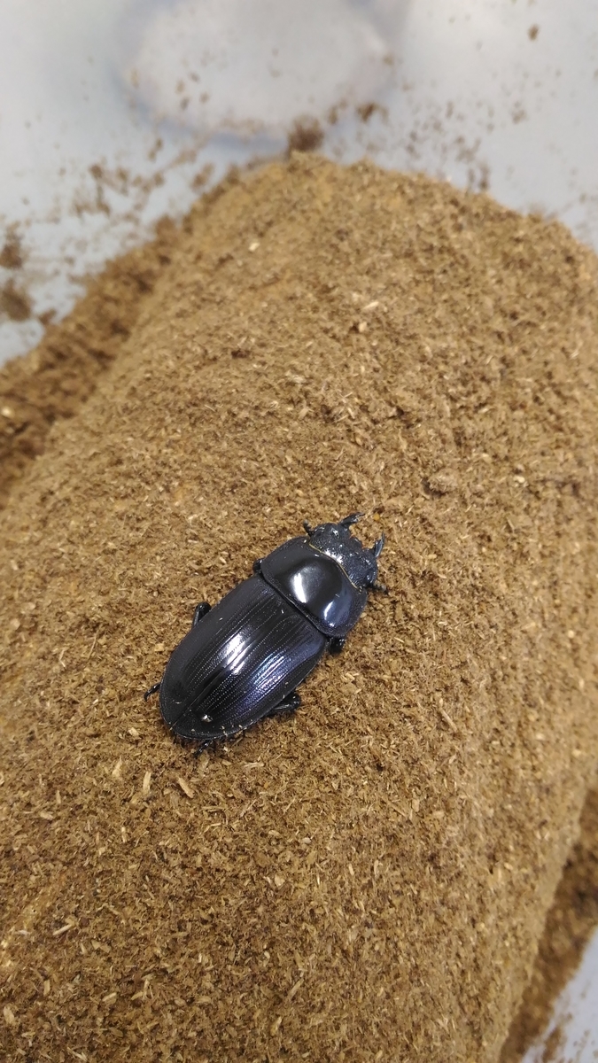 f:id:potabobe_dorcus:20190624224551j:plain