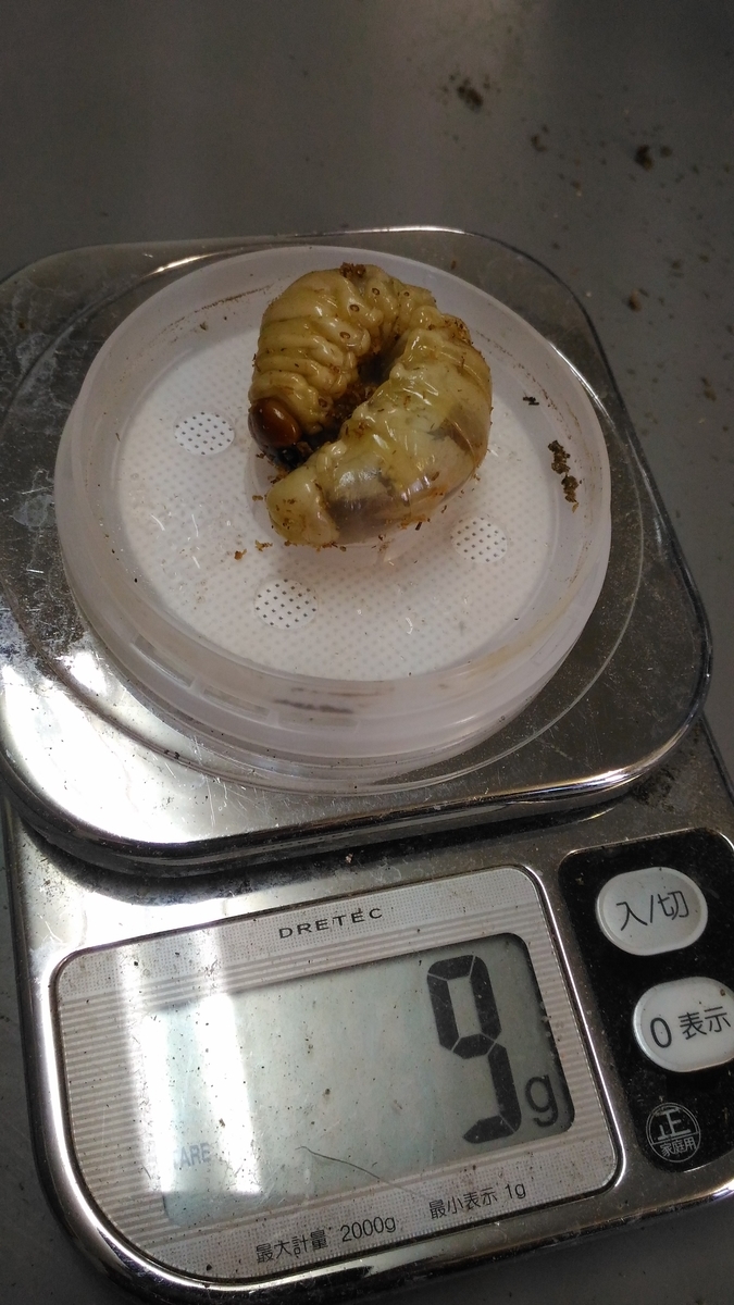 f:id:potabobe_dorcus:20190923234436j:plain f:id:potabobe_dorcus:20190923234436j:plain