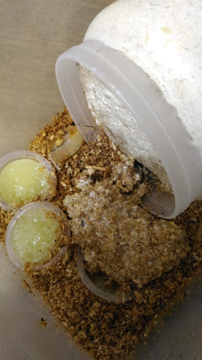 カワラ菌糸ビン800 12本セット 産卵最適 2カ月保存 【公式通販】