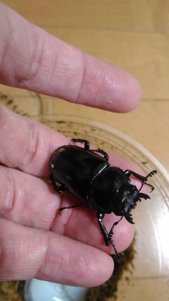 f:id:potabobe_dorcus:20191225231018j:plain f:id:potabobe_dorcus:20191225231018j:plain