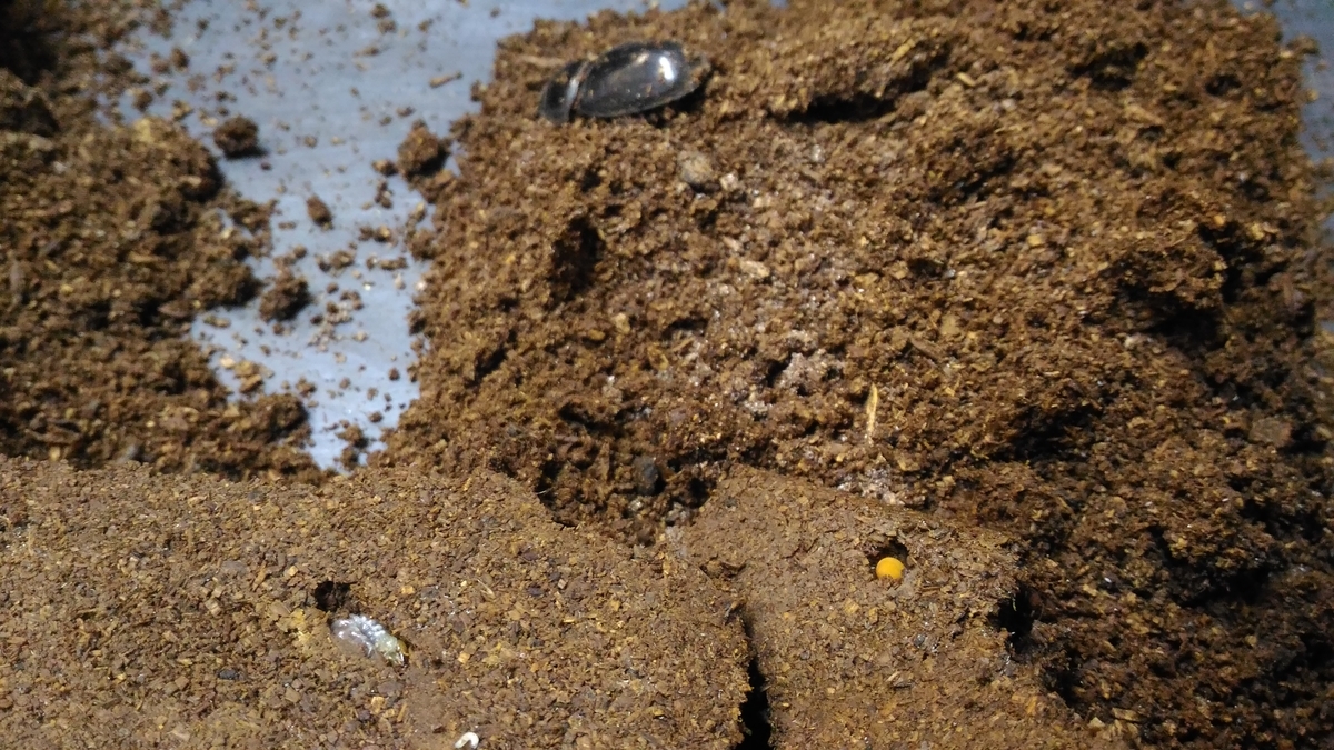 f:id:potabobe_dorcus:20191231222706j:plain f:id:potabobe_dorcus:20191231222706j:plain