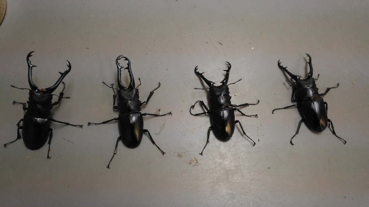 f:id:potabobe_dorcus:20200301151312j:plain f:id:potabobe_dorcus:20200301151312j:plain