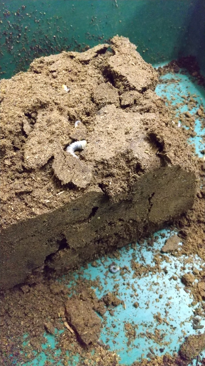 f:id:potabobe_dorcus:20200920211803j:plain f:id:potabobe_dorcus:20200920211803j:plain