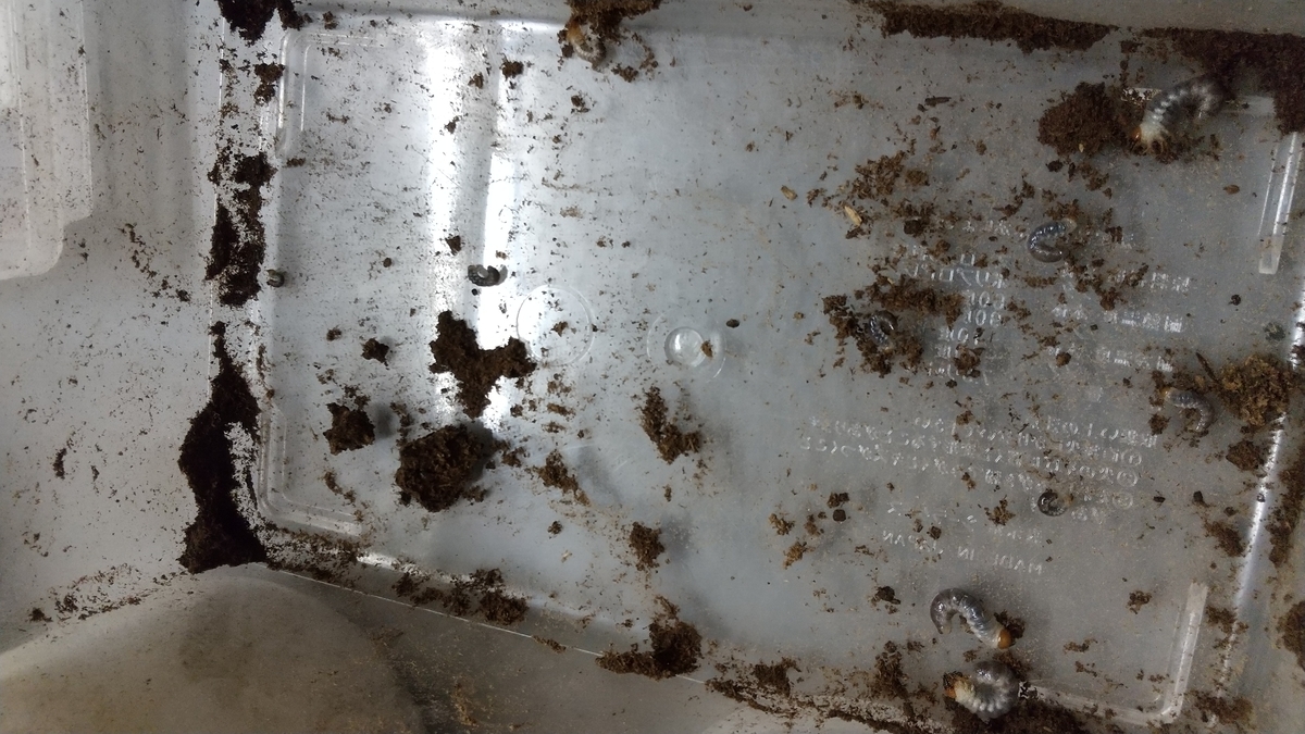 f:id:potabobe_dorcus:20200920212307j:plain f:id:potabobe_dorcus:20200920212307j:plain