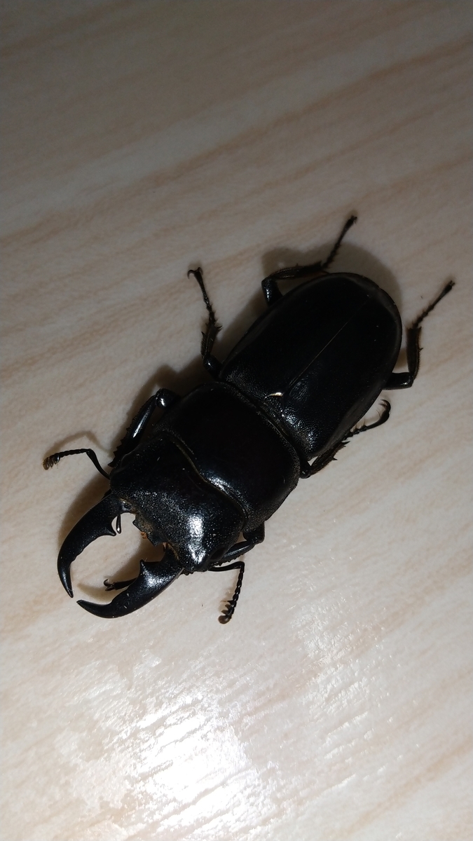 f:id:potabobe_dorcus:20210608225624j:plain