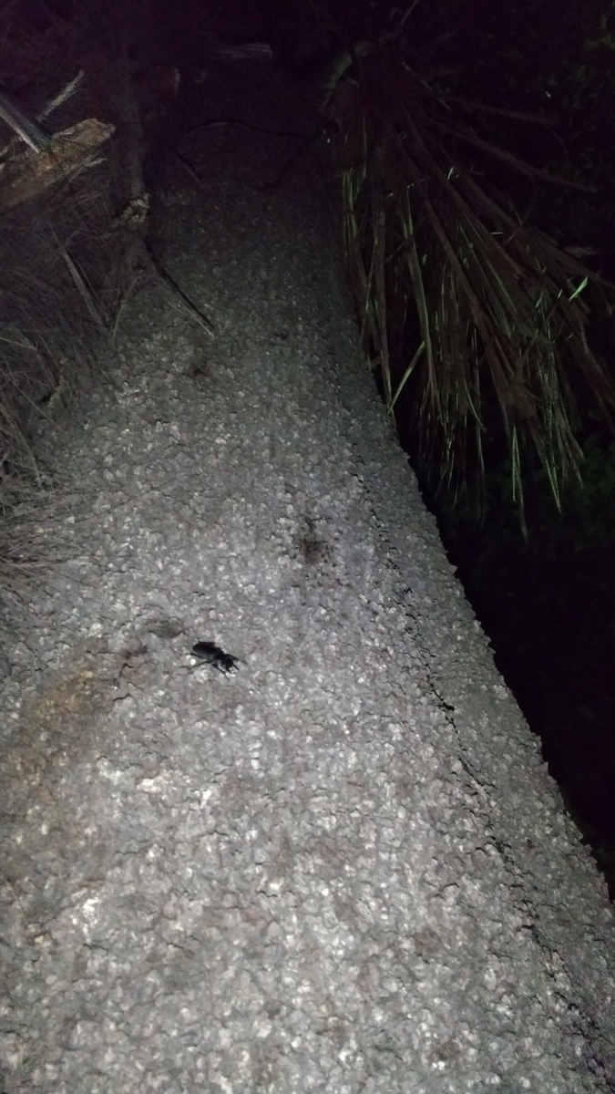 f:id:potabobe_dorcus:20210608233525j:plain