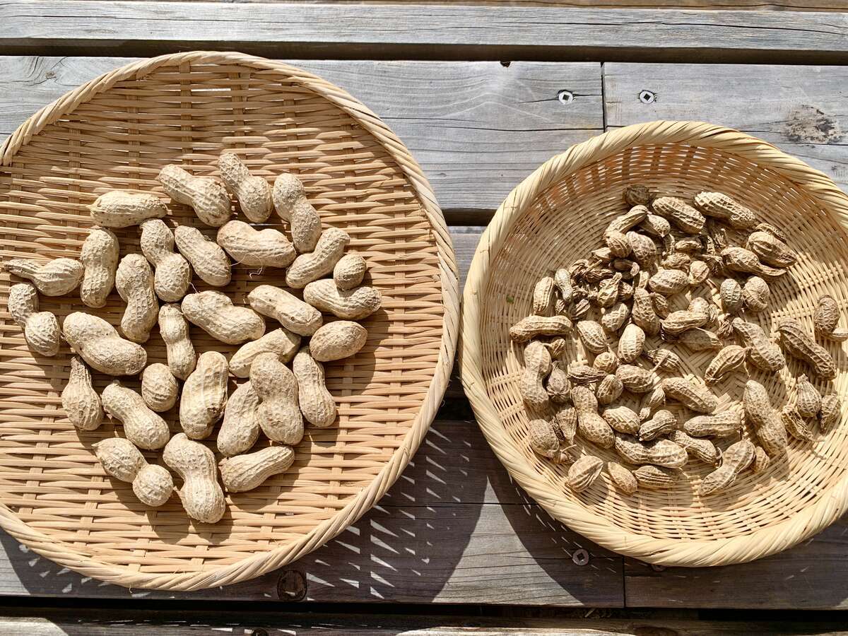 家庭菜園で落花生の収穫に初めて成功！