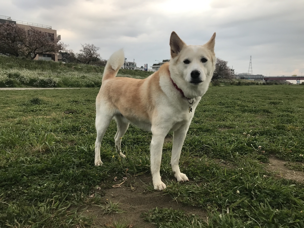 祝 ポテチ５歳に 保護犬とのゆるゆる生活